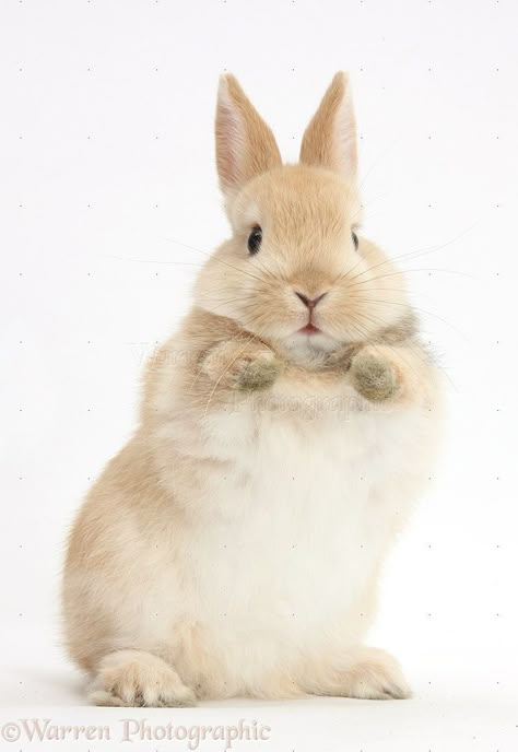 Rabbit Photos, Cute Bunny Pictures, Söt Katt, 강아지 그림, Pet Bunny, Pet Rabbit, Kawaii Animals, Fluffy Animals