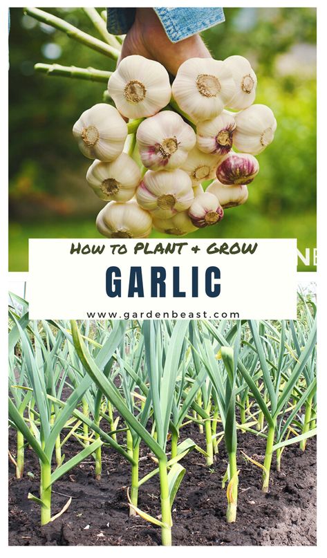 How To Grow Garlic Indoors, How To Grow Garlic In A Pot, Growing Garlic From Cloves In Pots, How To Grow Garlic From A Clove, How To Plant Garlic From Cloves, Growing Garlic In Containers, Planting Garlic Cloves, Planting Garlic From Cloves, Pasta Recipes Garlic