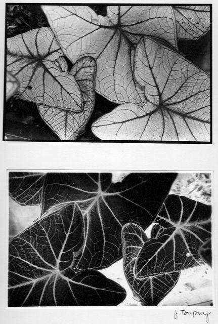 Positive And Negative Photography, Photo Negatives Photography, Fall Leaves Photography, Negative Photography, Negative Photo, Shadow Plants, Photo Negative, Leaf Photography, Space Photos