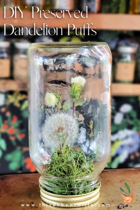 Preserved Dandelion Puffs How To Preserve Dandelion Puffs, Preserve Dandelion Puff, Dandelion In A Jar, Dandelion Preservation, Dandelion Puffs, Drying Flowers, A Dandelion, Botanical Beauty, Garden Crafts