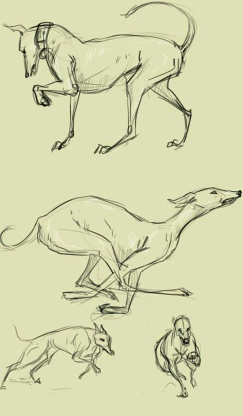 Greyhound Reference, Greyhound Sketch, Greyhound Drawing, Dogs Running, Sight Hounds, Greyhound Art, Canine Art, Animal Sketches, Italian Greyhound