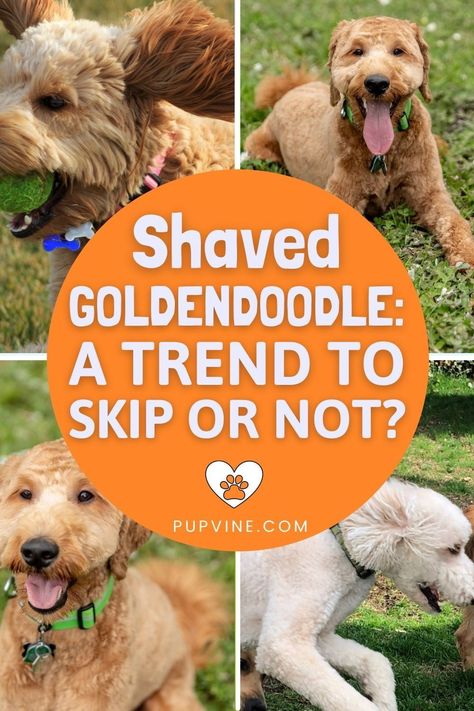 Shaved Goldendoodle Haircut, Shaved Goldendoodle, Goldendoodle Full Grown, Goldendoodle Haircuts, Goldendoodle Grooming, Shaving Tips, Puppy Coats, Dog Haircuts, Grooming Style