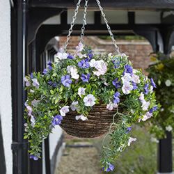 Petunia Hanging Baskets, Plastic Hanging Baskets, Artificial Hanging Baskets, Petunia Flower, Artificial Topiary, Boxwood Topiary, Smart Garden, Flower Display, Hanging Basket