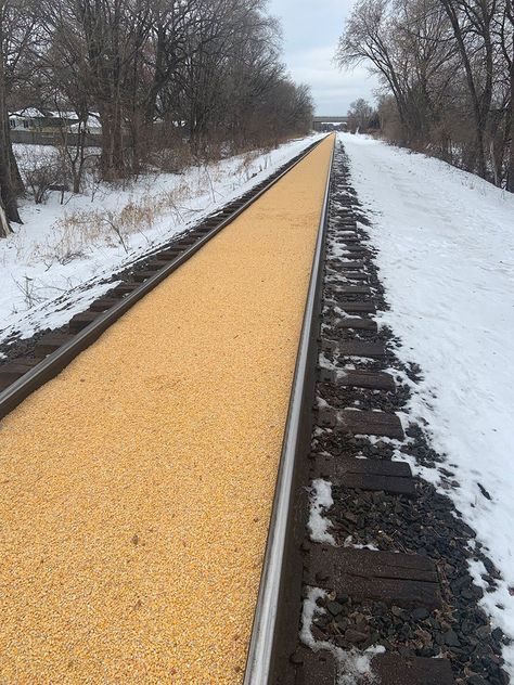 A Train Carrying Corn Spilled All Over the Track and Made a Golden Road «TwistedSifter Yellena James, Brick Road, Yellow Brick Road, Train Car, Train Tracks, New Perspective, Surreal Art, A Train, Railroad Tracks