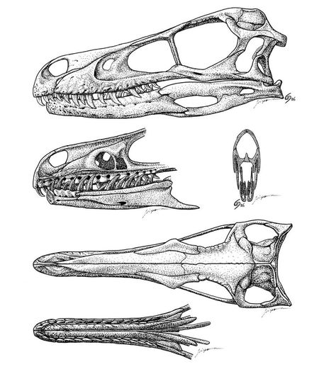 Here is the full depiction of my stippled skull for Velociraptor mongoliensis. This skull is not based on any particular skull, but a large array of them, and thus represents a complex rather than ... Velociraptor Skull, Tattoo Style Art, Bestie Tattoo, Dinosaur Tattoos, Skeleton Drawings, Dinosaur Drawing, Dinosaur Illustration, Mixed Media Illustration, Paleo Art