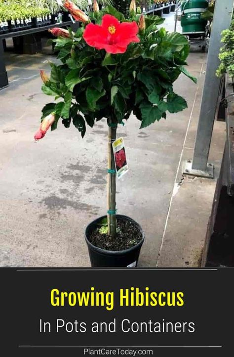 Keeping a Hibiscus in a pot allows you to move it to the most advantageous settings throughout the growing season and winter. Potted Hibiscus Tree, Growing Hibiscus In Pots, Planting Hibiscus In Ground, Hibiscus Trees In Pots, Hibiscus In Pots, Hibiscus Growing, Potted Trees Patio, Potted Hibiscus, Hibiscus Tree Care