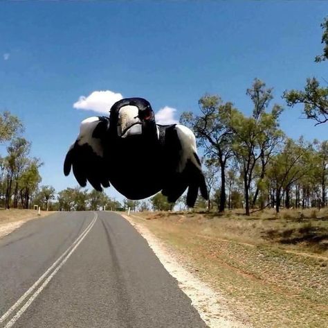 Magpie caught mid swoop. Helmet Camera, Funny Photoshop, Perfect Timing, Bike Helmet, Motorcycle Helmets, Magpie, One In A Million, Photo Credit, Funny Animals