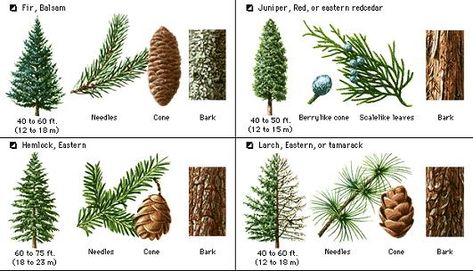 Plants , 4 Pine Tree Identification Key : Pine Tree Identification Guide Tree Identification Chart, Tree Leaf Identification, Types Of Pine Trees, Biological Science, Leaf Identification, Evergreen Landscape, Tree Id, Tree Identification, Conifer Trees