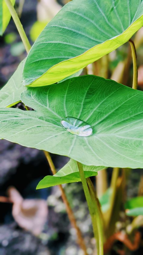 Taro leaf water droplet Taro Leaves, Taro Plant, Retaining Water, Water Drawing, Plant Images, Water Droplets, Keto Diet Plan, Tropical Flowers, Green Leaves