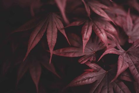 Multiply Your Maples: How To Propagate Japanese Maple Cuttings - RootingForBlooms.com Red Leaf Plant, Japanese Red Maple, Black Mondo Grass, Japanese Painted Fern, Red Maple Tree, Japanese Forest, Companion Plants, Japanese Maple Tree, Red Maple