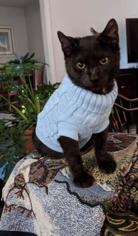 Cats In Sweaters Aesthetic, Cats In Sweaters, Sweater For Cat, Cat Cardigan, Black Cat Aesthetic, Cat Sweater, Christmas And Winter, Warm Sweater, Cat Costumes