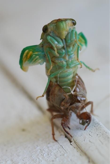 Cicada - I moved to Washington, DC the year the 17 year cicadas popped out. The sound was deafening and they were everywhere, even riding on the Metro. Trendy bars made cicada cocktails, robins feasted on them, some dogs developed a taste for them. A few even got caught in my hair. My favorite thing was to look at a big pile of them and try to find ones with blue eyes. Alien Life, Cool Bugs, A Bug's Life, Beautiful Bugs, Creepy Crawlies, Arthropods, A Bug, Arachnids, Bugs And Insects