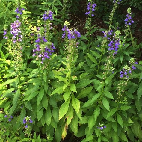 Betula Nigra, Blue Lobelia, Virginia State University, River Birch, Coastal Plain, Master Gardener, Wild Plants, In The Mountains, Native Plants