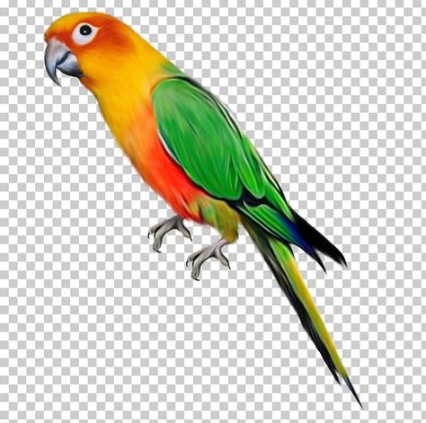 Parrot Background, Parrot Images, Parrot Png, Bird Background, Birds Images, Birds Png, Nature Desktop Wallpaper, शादी की तस्वीरें, Birds Colorful