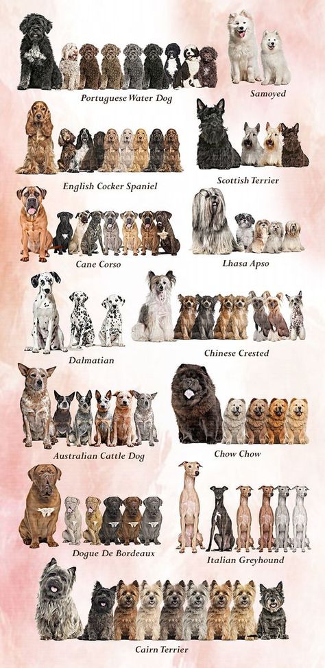 Can Corso Dogs, Lhasa Apso Dogs, Can Corso, Notebooks Wallpaper, Dogs Types, German Shepherd Golden Retriever, Dogs Clipart, Types Of Dogs Breeds, Different Types Of Dogs