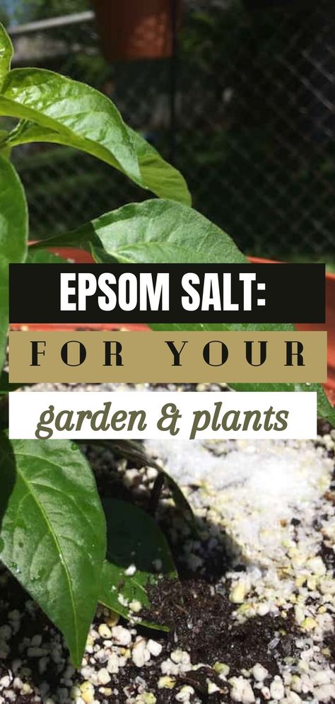 EPSOM SALT: 10 Brilliant Things it Can Do For Your Garden & Plants Epsom Salt Fertilizer, Front Yard Inspiration, Epsom Salt For Plants, Epsom Salt Garden, Epsom Salt Uses, Epsom Salt Benefits, Epson Salt, Yard Inspiration, Garden Layout Ideas