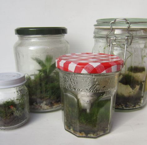 Closed Terrarium Plants, Build A Terrarium, Bottle Terrarium, Terrarium Jar, Mini Terrarium, Moss Terrarium, Bottle Garden, Moss Garden, Terrarium Diy