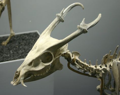 Vincent on Twitter: "some animals really got that dragon look going. good for them. https://t.co/XWznK9AL4N" / Twitter Deer Skeleton, Animal Skeleton, Skeleton, Bones, Deer, A Place, Tumblr, Art