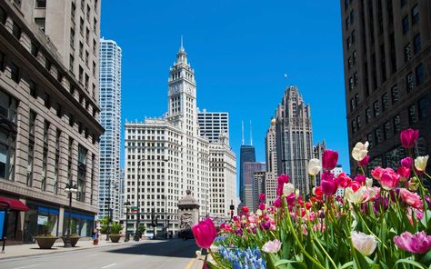 Hotels In Chicago, Chicago Spring, Brookfield Zoo, Chicago History Museum, Business Class Flight, Chicago Museums, Magnificent Mile, Chicago Tours, Nature Museum