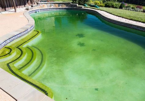 Where there’s water, there’s life. While this may be a rallying cry for astronomers in search of ET, it’s a far more troubling prospect for pool owners. One of the most common pool problems is the flowering of new life in the form of algal blooms. Algae is a catchall ... Clean Green Pool, Green Pool Water, Cloudy Pool Water, Pool Algae, Pool Cleaning Tips, Green Pool, Pool Repair, Swimming Pool Cleaning, Pool Care