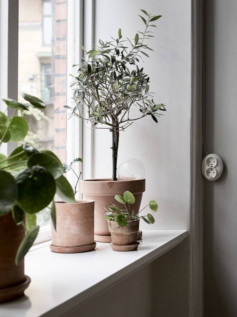 Rustic Wooden Box Centerpiece, Beige Interiors, Olivier En Pot, Wooden Box Centerpiece, Window Sill Decor, Rustic Wooden Box, Coco Lapine Design, Beige Interior, Living Room Scandinavian