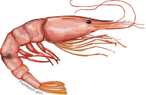 Pet Shrimp, Pink Shrimp, Shrimp Bisque, Shell Fish, Prawn Shrimp, Crustaceans, Seafood, Fish, Pink