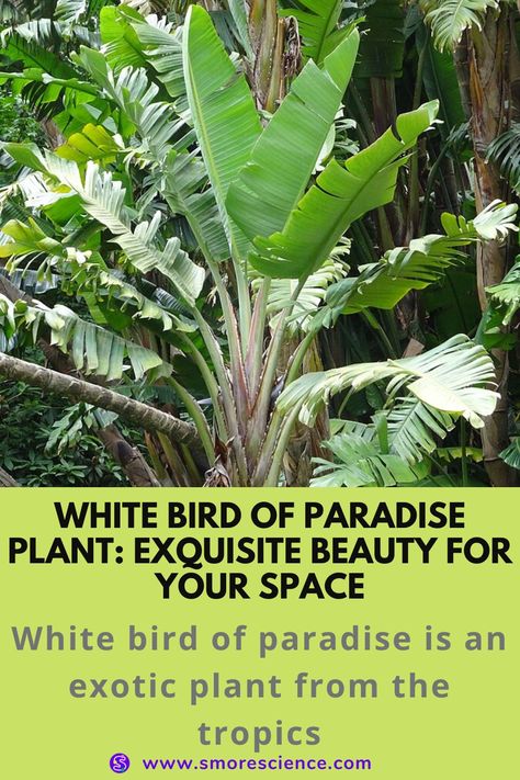 #Bird #Paradise #Plant #Beauty #exotic #Tropical #Sepal #Photosynthesize #Fertilizer #Distill #stemchallenge #science #scienceforkids #sciencemagazine #smoremagazine #stem #stemeducation #stemforkids White Bird Of Paradise Landscaping, White Bird Of Paradise Plant Outdoor, White Bird Of Paradise Plant Care, White Bird Of Paradise Plant, White Bird Of Paradise Plant Landscape, Bird Of Paradise Plant Indoor, Giant Bird Of Paradise Indoors, False Bird Of Paradise Plant, Bird Of Paradise Plant