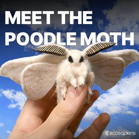 The poodle moth, discovered in Venezuela in 2009 by Dr. Arthur Anker, is a fascinating and peculiar-looking moth that has captured widespread curiosity due to its unique appearance. Resembling a combination of a poodle and a moth, it is characterized by its dense, white, fur-like setae covering its body and wings, giving it a plush, fuzzy appearance. Its large, dark eyes and feathery antennae add to its distinct look. Despite its striking appearance, much about the poodle moth, including its... Venezuela Poodle Moth, Poodle Moth, Moth Wings, Kids Flip Flops, Dark Eyes, White Fur, Diy Clay, Moth, Insects