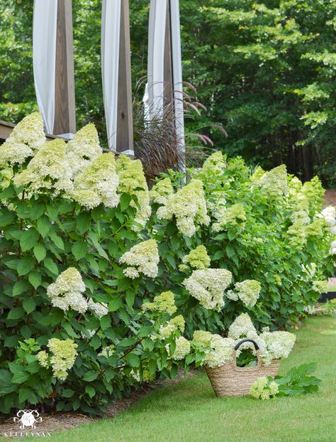 Limelite Hydrangea Landscape, Lime Light Hydrangea Landscaping, Flowerbed Inspiration, Hydrangea Bed, Foundation Garden, Lime Hydrangea, Limelight Hydrangeas, Craftsman Remodel, Pruning Hydrangeas