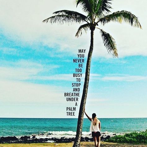 May you never be too busy to breath under a palm tree 🌴💕💕💕💕. #tropicalvibes #onthebeach #beachlife #lifesabeach #beachdays #summervibes #summerlovin #beachstyle #beachdaze #beachday #islandlife #beachlover #beachvibe #oceanholic #paradisebeach #beachin #tropical #beachside #bodygoals #beachplease #sunnybeach #beachlovers #beachlove #beachtime #oceanside Palm Tree Quotes, Paradise Quotes, Tree Quotes, Body Shop At Home, Hair Removal Devices, Dark Tree, Beach Please, Garden Trees, Tropical Vibes