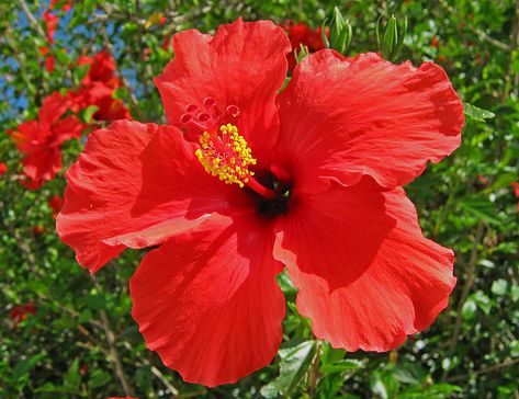 "Jasvanti" (hibiscus flower) is the one  offered to Lord Ganesha. Haiti Tattoo, Hibiscus Plant, Luau Birthday, State Of Colorado, Quotes About Photography, Attract Butterflies, Over The Rainbow, Hibiscus Flowers, Second Chance