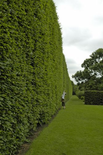 Garden A to Z | Big Hedges Hedges Along Fence, Leighton Green Hedge, Tall Hedges For Privacy, Leylandii Hedge, Dreamy Farmhouse, Hedge Fence, Hedges Landscaping, Hedge Apples, Privet Hedge