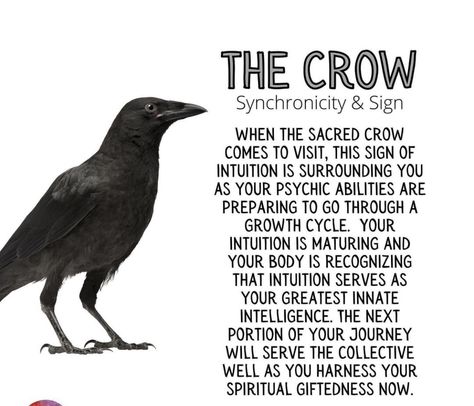 Crow Meaning, Crow Facts, Spirit Guide Signs, Raven Spirit Animal, Crow Spirit Animal, Spirit Animal Meaning, Animal Meanings, Spirit Signs, Animal Spirit Guides