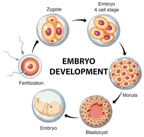 Free vector human embryonic development ... | Free Vector #Freepik #freevector #body #ovum #embryo #science-cartoon Human Embryo Development, Embryo Development Stages, Embryo Development, Biology Jokes, Human Life Cycle, Skin Anatomy, Embryonic Development, Pregnancy Facts, Human Embryo