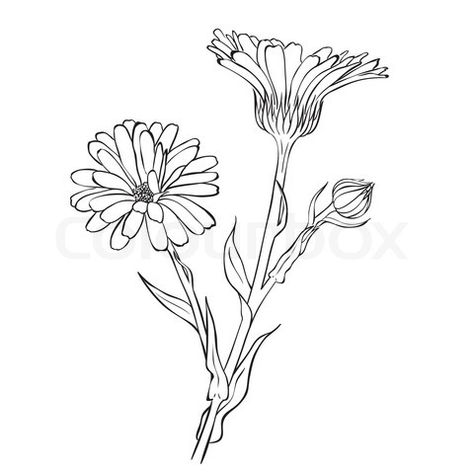 Calendula Tattoo, Marigold Tattoo, Calendula Officinalis, Flower Line Drawings, Calendula Flower, Drawn Flowers, Birth Flower Tattoos, Black And White Sketches, Marigold Flower