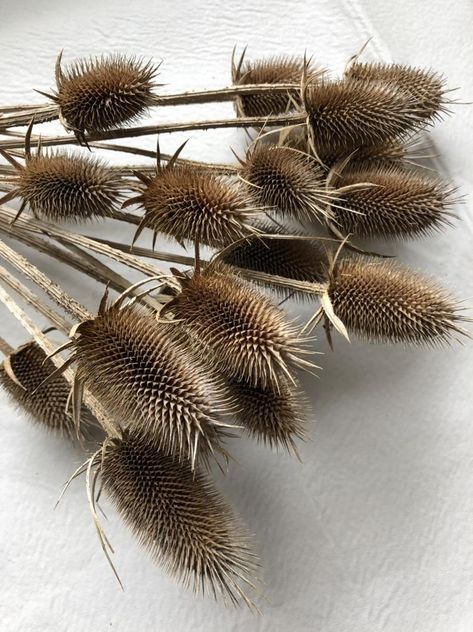 Thistle Bouquet, Dried Floral Arrangements, Flower Catalog, Country Wedding Photos, Seed Heads, Primitive Fall, Hat Organization, Nordic Scandinavian, Dry Plants