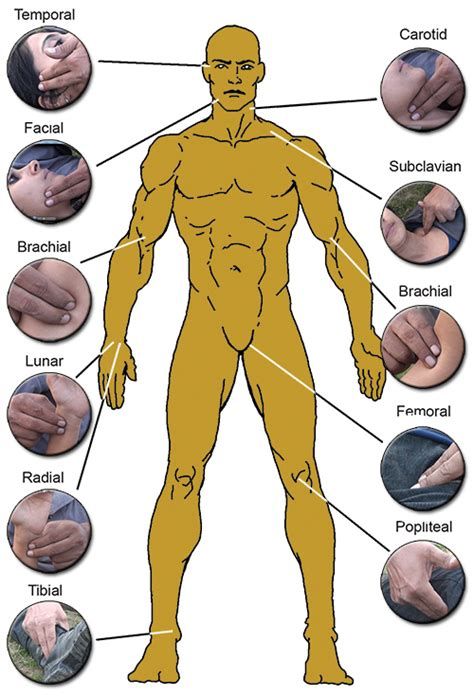 The human body pressure points - Yahoo Search Results Body Pressure Points, Martial Arts Moves, Basic Anatomy, Self Defence Training, Military Tactics, Basic Anatomy And Physiology, Biology Facts, Human Body Anatomy, Medical School Essentials