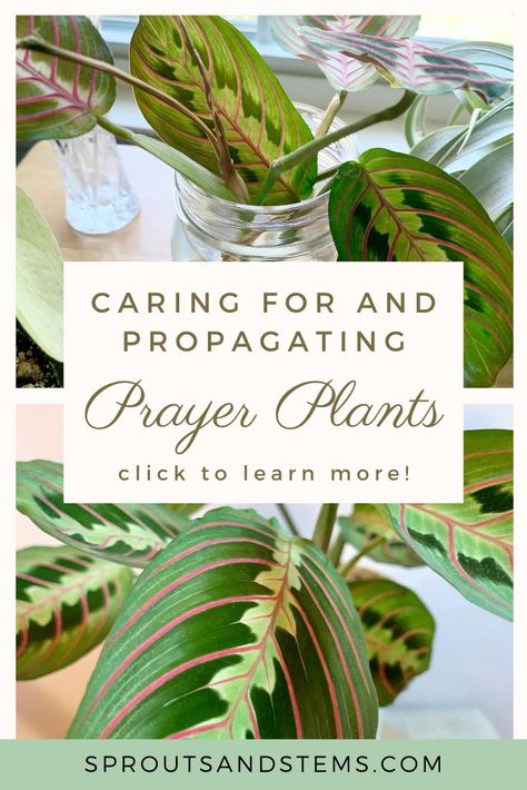 Easiest Plants To Propagate, Maranta Propagation, Praying Plant Care, How To Propagate Prayer Plant, Prayer Plant Propagation, Inch Plant Propagation, Prayer Plant Care, Calathea Plant, Trendy Plants