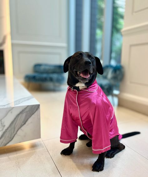 Big dogs need cute clothes too 🐾✨🩷 🪩 Jester is 80lbs, sporting size 5XL launching mid September! ⭐️ We’ve been working hard on expanding our pet size range and are so excited to announce that, starting in September, Tella Couture will include sizes for cats and dogs ranging from 3lbs to 80lbs! P.S. we’re not stopping here… 👀 #bigdogsofinstagram #bigdog #bigdogclothes #largedog #petapparel #dogbrand #viraldogs #viraldog #bigdogbrand Pink Pet, Mini Doodle, Adult Pajamas, Dog Branding, Pink Pajamas, Stocking Fillers For Her, Tiny Dogs, Small Puppies, Pet Holiday