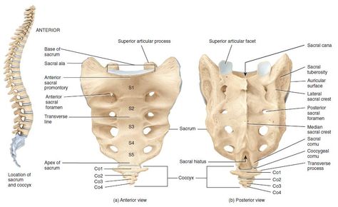 The sacrum is the terminal portion of the vertebral column.It is formed by the fusion of the five progressively smaller sacral vertebrae which is triangular in outline and curved with the concavity toward the pelvis. Structure of the sacrum The body of S1 is large and wide. it has anterior projection called the sacral promontory. Laterally, to the body is the ala of the sacrum on each side consisting of fused costal elements and transverse processes. It articulates with the ilium forming ... Appendicular Skeleton, Anatomi Dan Fisiologi, Skeletal System Anatomy, Cancellous Bone, Anatomy Bones, Forensic Anthropology, Craniosacral Therapy, Human Body Anatomy, Skeletal System