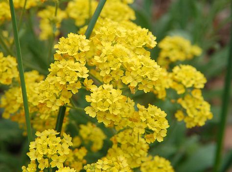 basket of gold/alyssum (aurinia saxatilis) Easy To Grow Plants, Sweet Alyssum, Perennial Flowers, Grow Plants, Flowers Perennials, Caicos Islands, Early Spring, Rock Garden, Flower Seeds