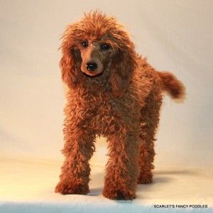 Poodle Teddy Bear Cut, Red Poodle Puppy, Puppies Poodle, Moyen Poodle, Toy Poodle Puppy, Poodle Puppies For Sale, Red Poodles, Poodle Puppies, Standard Poodles