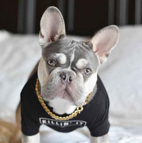 Tan French Bulldog, Lilac French Bulldog, Killin It, Puppy Love, French Bulldog, Bulldog, Lilac, Puppies, Instagram Posts