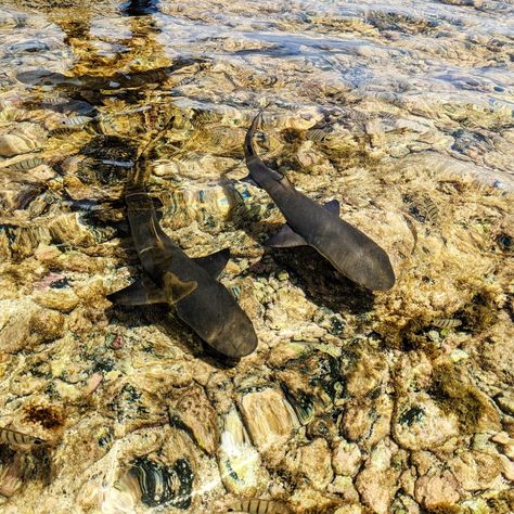 Who else is roaming around Sal, Cape Verde? Adorable lemon sharks! Their yellowish skin may make them difficult to spot as they camouflage against the ocean floor, but you've found a group of local pros who can point these babies out to you! 🍋🦈 #nolimitsadventure #salisland #ilhadosal #capoverde #capeverde #caboverde #kapverdy #kapverde #capvert #lemonshark #sharktour #savetheocean #savetheplanet No Limits Adventure Cape Verde, Sal Island and Boa Vista Cape Verde Sal, Shark Species, Cape Verde, Adorable Baby, Save The Planet, Sharks, Fresh Water, Cape, Lemon