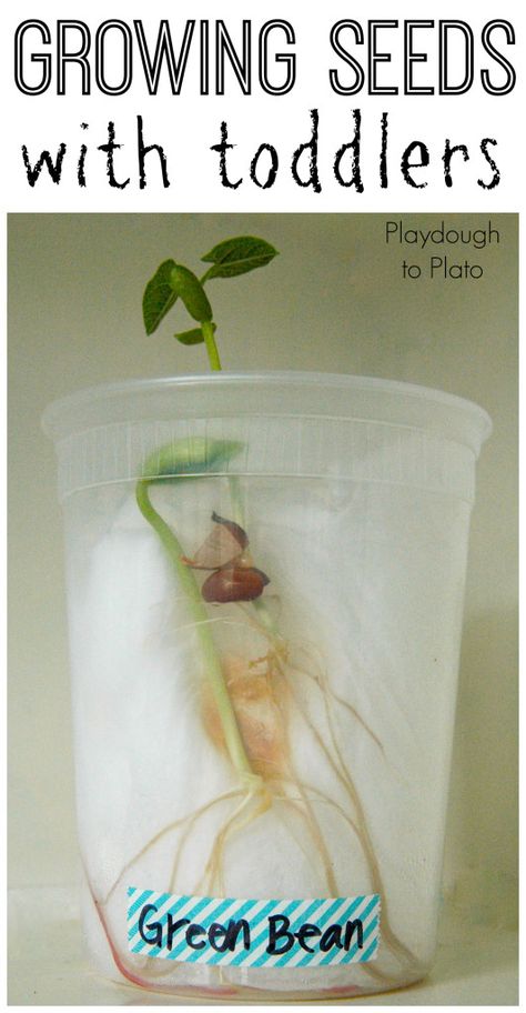 Kids' Science | Great tips for gowing seeds with toddlers. {Playdough to Plato} Playdough To Plato, Science For Toddlers, Plant Activities, Spring Preschool, Preschool Science, Spring Activities, Growing Seeds, Green Bean, Toddler Learning