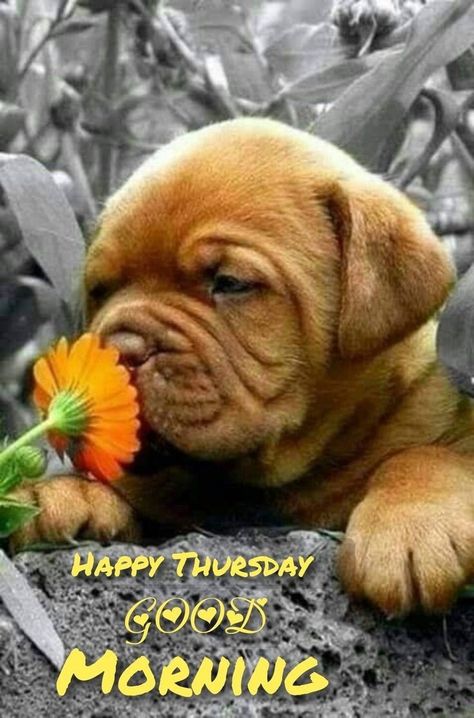 Funny Thursday Images, Happy Thursday Pictures, Good Morning Dog, Cute Morning Quotes, Happy Thursday Morning, Happy Thursday Images, Thursday Humor, Good Morning Happy Thursday, Good Thursday