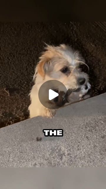 Lucky Thought on Instagram: "A dog's cry for help led to a heartwarming rescue 😥💙 . . Follow @luckythought126 . . . #dogownerlife #rescuedog #rescuedogsofinstagram #doglove #dogstories #truestory" Dog Rescue Stories, Dog Crying, Dog Stories, Dog Videos, Dog Rescue, December 25, Rescue Dogs, Dog Gifs, Beautiful Soul