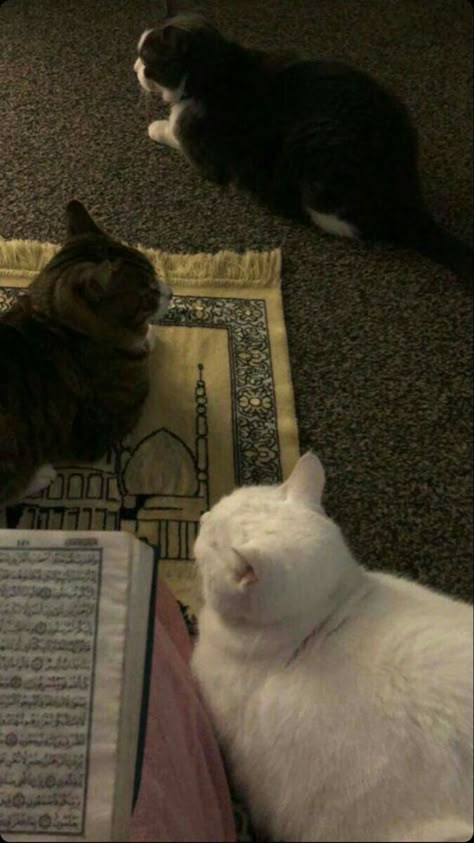 Cats And Islam, Cat Praying Islam, Aesthetic Cat Pics, Arab Pics, Cat Icons Aesthetic, Cats In Islam, Amira Core, Muslim Cat, Deen Wallpapers