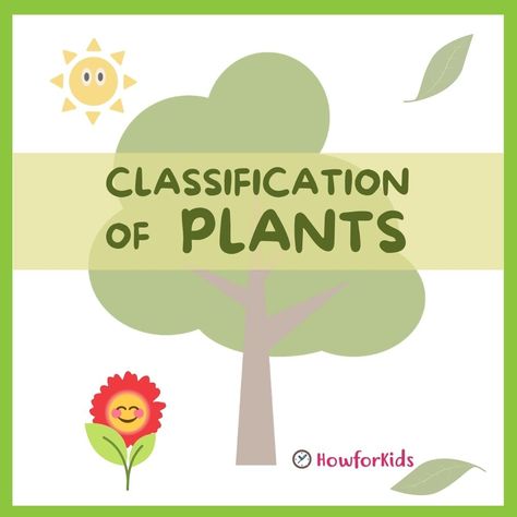 Plants can be classified in many different ways Plant Classification Activities, Gymnosperms And Angiosperms, Classification Of Plants, Plants Lesson Plans, Classifying Plants, Teaching Plants, Plant Lessons, Plants Worksheets, Plant Classification