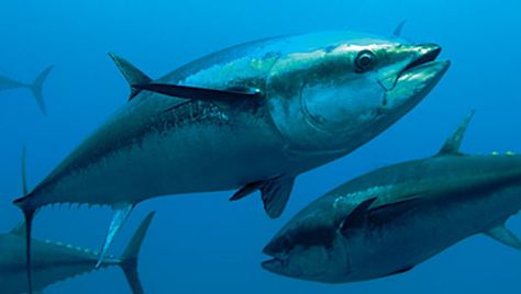 Why A Single Bluefin Tuna Costs 20K?? Edge Species -AF Atlantic Bluefin Tuna, Bluefin Tuna, Albacore Tuna, Tuna Fish, Oceans Of The World, Fukushima, Endangered Animals, Ocean Creatures, Sea Fish